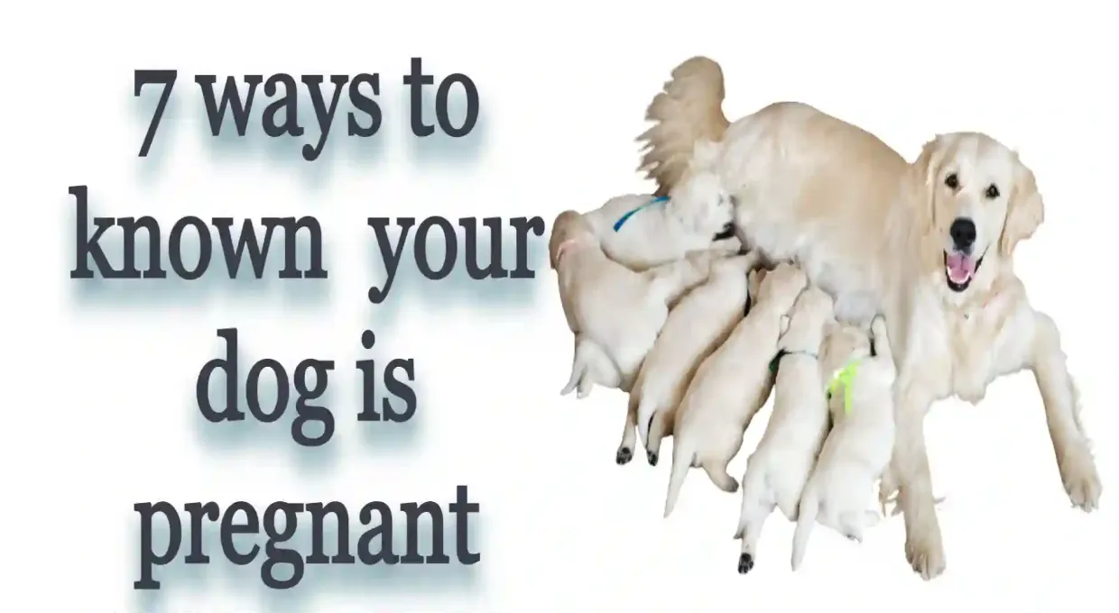 7 ways to known your dog is pregnant